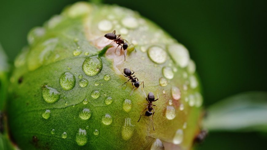 Comment éviter l'invasion de fourmis et insectes?