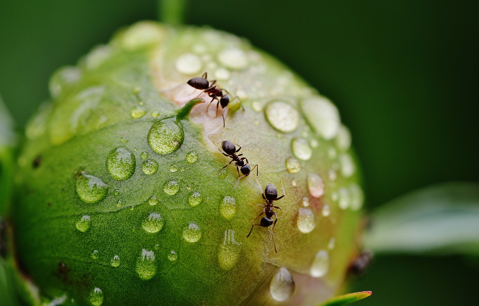 Comment éviter l'invasion de fourmis et insectes?