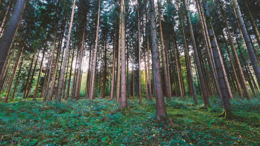 Lutter contre les nuisibles en respectant l'environnement