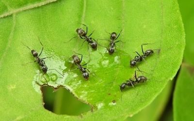 fourmis marseille extermination