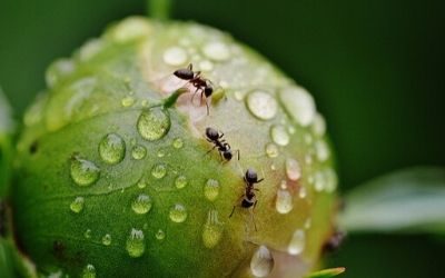 fourmis marseille lutte