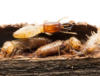 traitement termite obligatoire