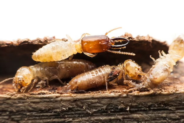 Le traitement anti-termites est-il obligatoire ?