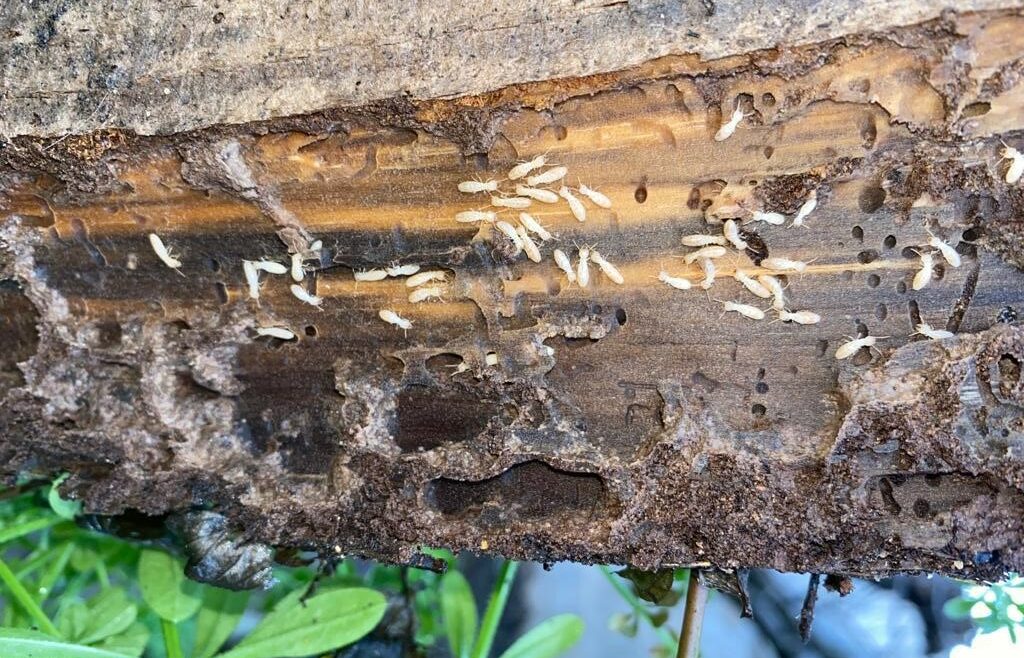 Comment se débarrasser des termites ?