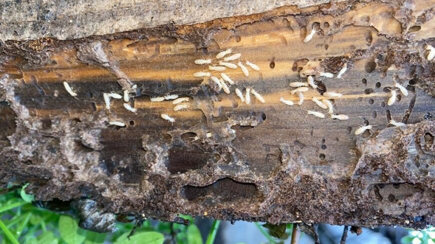 Comment se débarrasser des termites ?