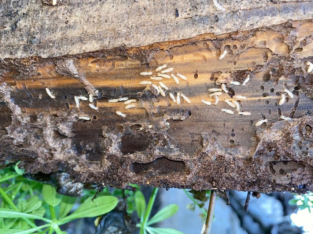 Comment se débarasser des termites ? Elite4D — free download