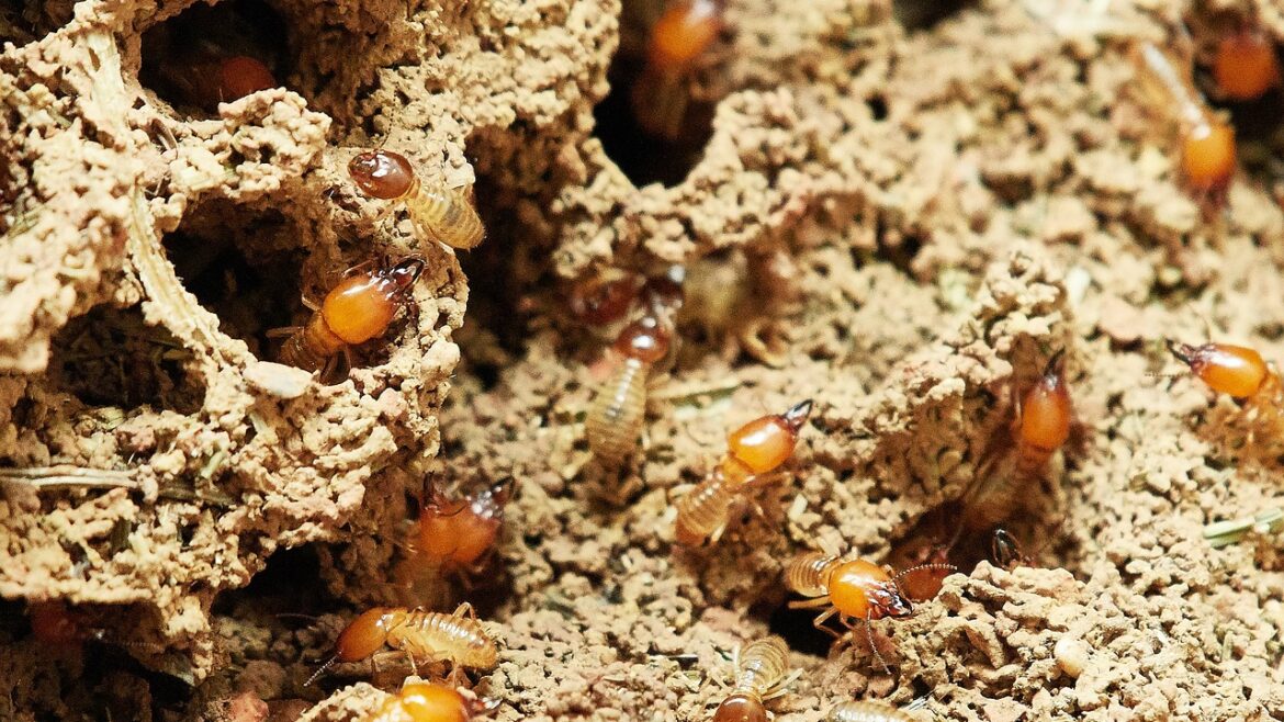 Quels sont les signes qui montrent la présence des termites ?